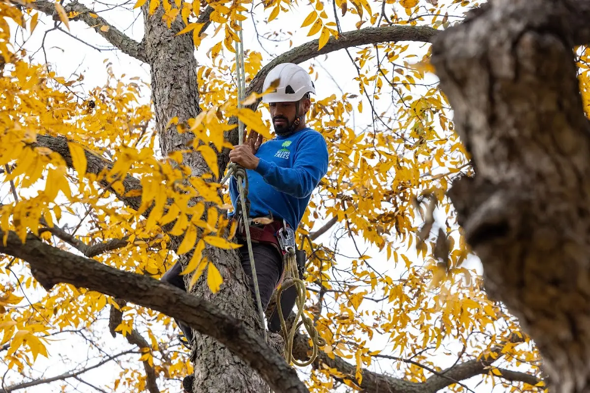 Skilled Tree Planing crew working in Chittenango